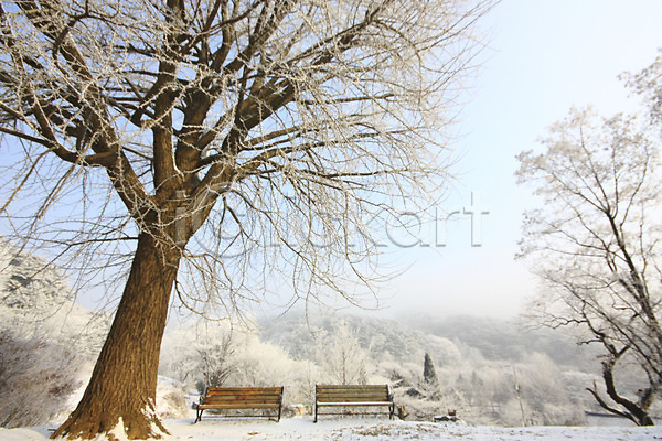 사람없음 JPG 포토 겨울 계절 나무 나뭇가지 벤치 설경 숲 식물 야외 의자 자연 주간 풍경(경치)