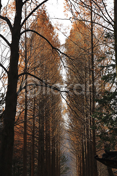 사람없음 JPG 포토 겨울 계절 길 나무 나뭇가지 숲 식물 야외 자연 주간 풍경(경치)