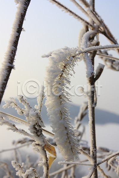 사람없음 JPG 포토 강아지풀 겨울 계절 나뭇가지 눈꽃 야외 자연 주간 풍경(경치)