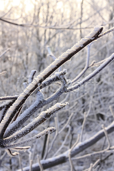 사람없음 JPG 포토 겨울 계절 꽃 나무 나뭇가지 눈꽃 설경 숲 식물 야외 자연 주간 풍경(경치)