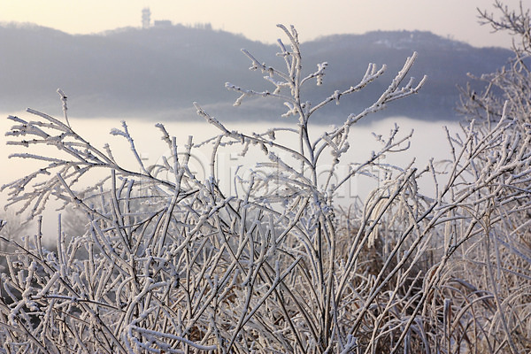 사람없음 JPG 포토 겨울 계절 나뭇가지 눈꽃 설경 식물 야외 운해 자연 주간 풍경(경치)