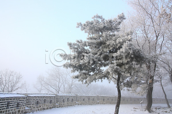 사람없음 JPG 포토 겨울 계절 나무 담장 돌담 설경 식물 안개 야외 운해 자연 주간 풍경(경치)