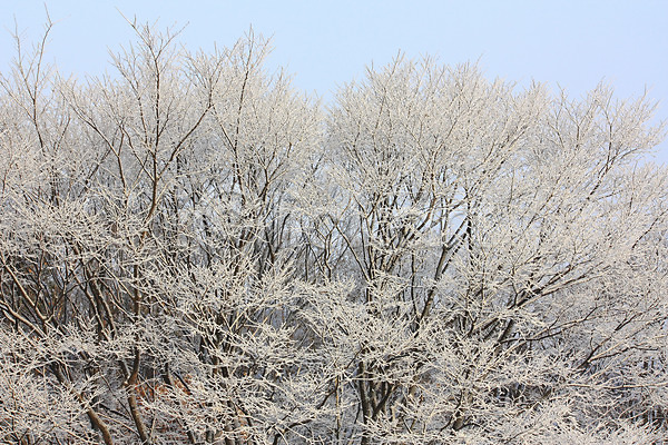 사람없음 JPG 포토 겨울 계절 나무 눈(날씨) 설경 숲 식물 안개 야외 운해 자연 풍경(경치) 하늘