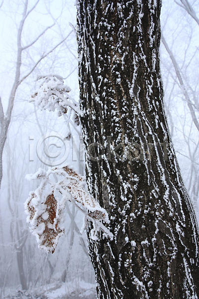 사람없음 JPG 포토 겨울 계절 나무 나뭇가지 눈(날씨) 목재 설경 야외 자연 주간 풍경(경치)