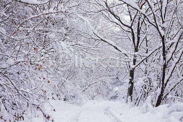 사람없음 JPG 포토 겨울 계절 나무 눈(날씨) 산 설경 숲 식물 야외 자연 주간 풍경(경치) 한국