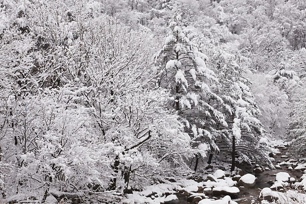 사람없음 JPG 포토 개울 겨울 계곡 계절 나무 눈(날씨) 산 설경 설원 숲 야외 자연 주간 풍경(경치) 한국