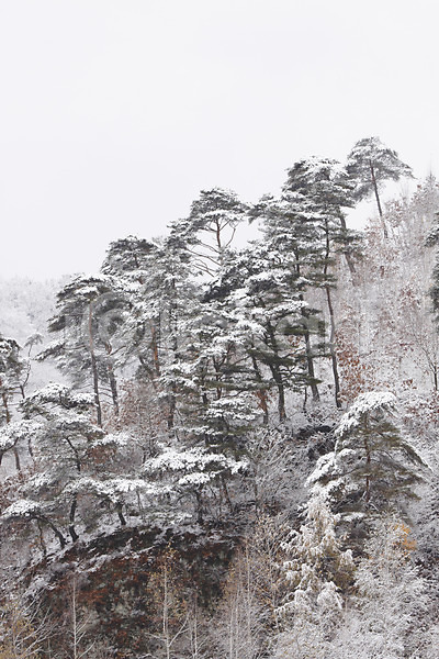 사람없음 JPG 포토 겨울 계절 나무 산 설경 설원 숲 식물 야외 자연 주간 풍경(경치) 한국