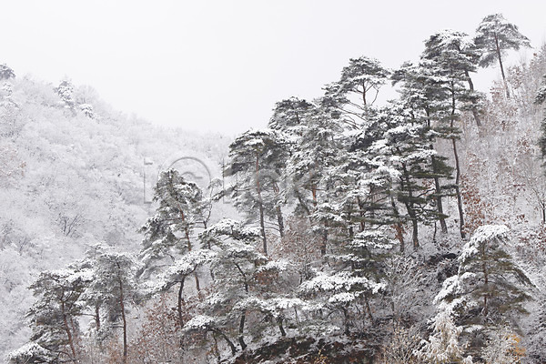 사람없음 JPG 포토 겨울 계절 나무 산 설경 숲 식물 야외 자연 주간 풍경(경치) 한국
