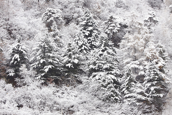 사람없음 JPG 포토 겨울 계절 나무 나뭇가지 눈(날씨) 산 설경 숲 식물 야외 자연 주간 풍경(경치) 한국