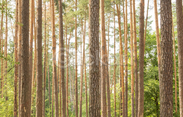 보호 사람없음 JPG 포토 해외이미지 가을(계절) 그림자 기술 나무 부분 빛 소나무 수목 숲 어둠 여름(계절) 오솔길 자연 자작나무 잡동사니 지역 초록색 큼 태양 파란색 하늘 해외202004 해외202105 햇빛 환경
