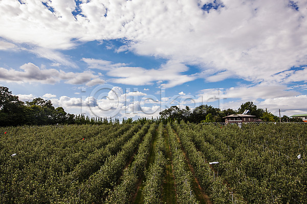 사람없음 JPG 포토 과수원 구름(자연) 사과 사과나무 야외 예산(지역) 주간 충청남도 하늘
