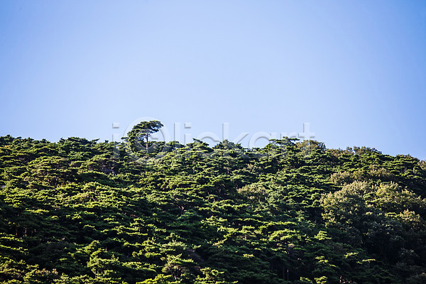 사람없음 JPG 포토 소나무 야외 예산(지역) 주간 충청남도 풍경(경치) 하늘