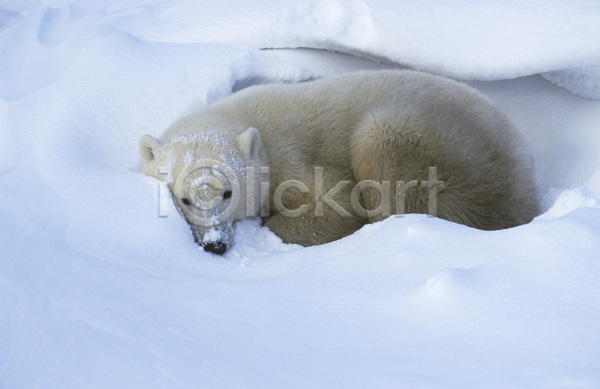 휴식 사람없음 JPG 포토 해외이미지 겨울 곰 눕기 무료이미지 야생동물 야외 자연 캐나다 포유류 한마리 해외202105
