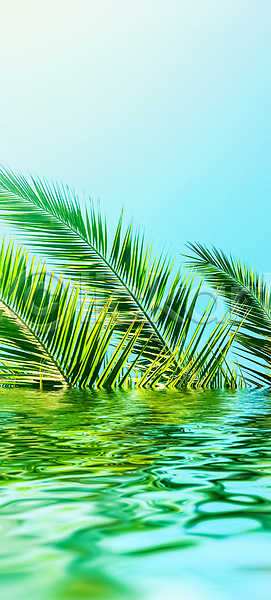 사람없음 JPG 포토 해외이미지 물 반사 식물 야자수잎 여름(계절) 하늘