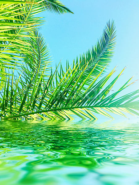 사람없음 JPG 포토 해외이미지 물 반사 식물 야자수잎 여름(계절) 하늘