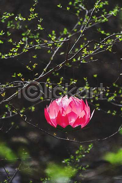 사람없음 JPG 소프트포커스 포토 나뭇가지 매달리기 봄 부처님오신날 불교 불교용품 야외 연꽃(꽃) 연등 오브젝트 전통 주간 청계산