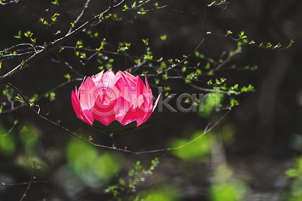 사람없음 JPG 소프트포커스 포토 나뭇가지 매달리기 봄 부처님오신날 불교 불교용품 야외 연꽃(꽃) 연등 오브젝트 전통 주간 청계산