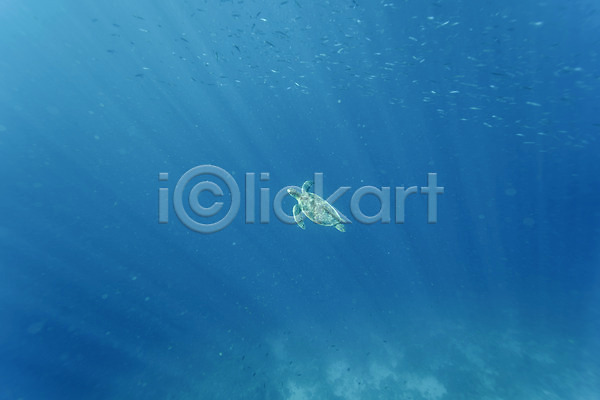 사람없음 JPG 포토 바다 바다거북 바닷속 수중사진 자연 풍경(경치) 한마리
