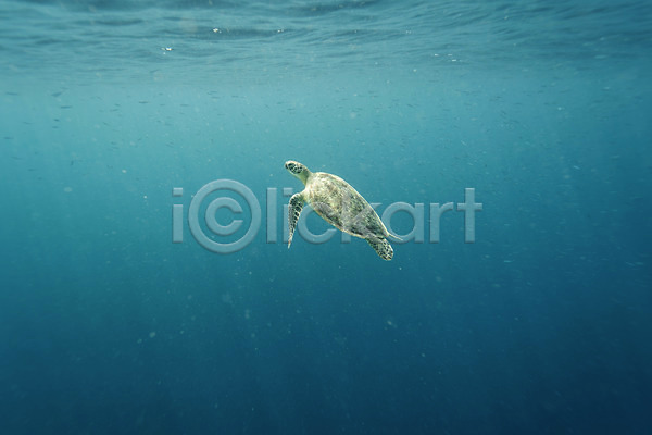 사람없음 JPG 포토 바다 바다거북 바닷속 수중사진 자연 풍경(경치) 한마리