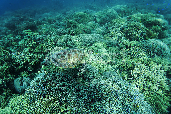 사람없음 JPG 포토 바다 바다거북 바닷속 산호 수중동물 수중사진 자연 풍경(경치) 한마리