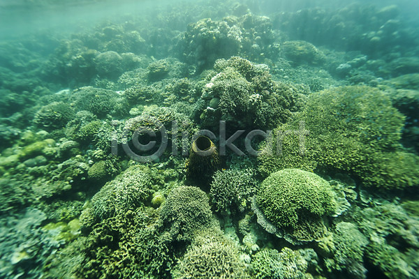 사람없음 JPG 포토 바다 바닷속 산호 수중사진 자연 풍경(경치)
