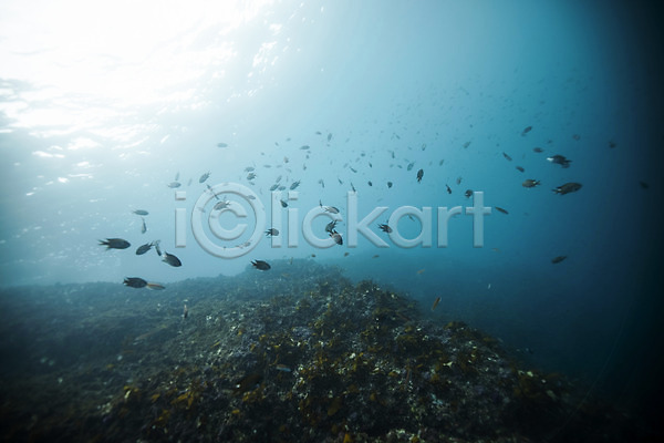 사람없음 JPG 포토 바다 바닷속 빛 수중사진 어류 여러마리 자연 제주도 풍경(경치)