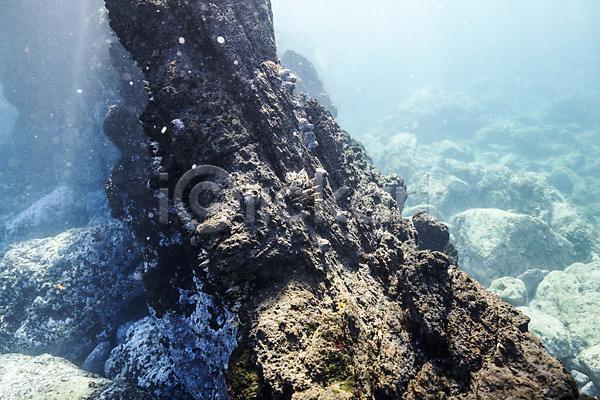 사람없음 JPG 포토 바다 바닷속 바위(돌) 수중사진 자연 제주도 풍경(경치)