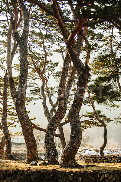 사람없음 JPG 포토 경상북도 고목 국내여행 소나무 숲 야외 주간 풍경(경치)