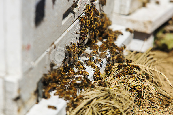 사람없음 JPG 아웃포커스 포토 꿀벌 벌집 야외 양봉 양봉장 울진 주간 특산물