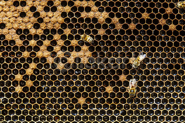 사람없음 JPG 근접촬영 포토 꿀 꿀벌 벌집 세마리 양봉 양봉장 울진 특산물