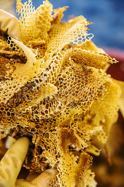 사람없음 JPG 근접촬영 아웃포커스 포토 꿀 꿀채취 들기 벌집 야외 양봉 양봉장 울진 주간 특산물