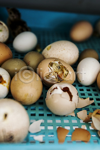 사람없음 JPG 포토 경상북도 경주(경상북도) 계란 계란껍데기 병아리 부화