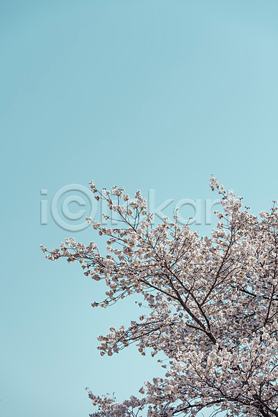사람없음 JPG 로우앵글 포토 벚꽃 벚나무 봄풍경 서울 야외 주간 하늘