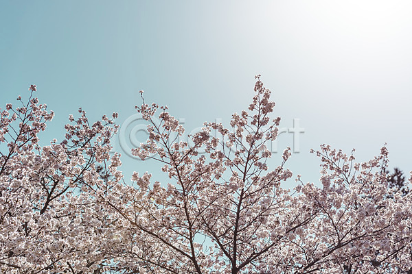 사람없음 JPG 로우앵글 포토 벚꽃 벚나무 봄풍경 서울 야외 주간 하늘 햇빛