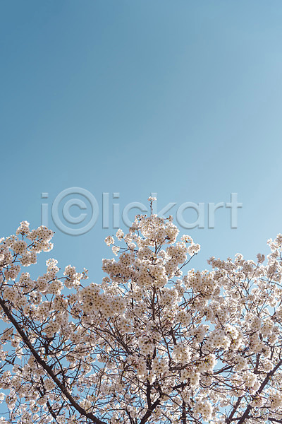 사람없음 JPG 로우앵글 포토 벚꽃 벚나무 봄풍경 서울 야외 주간 하늘