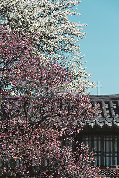 사람없음 JPG 포토 관광지 기와지붕 매화 문화재 봄풍경 서울 야외 주간 창경궁