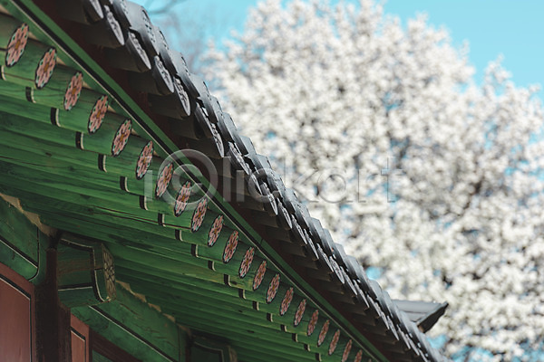 사람없음 JPG 아웃포커스 포토 관광지 매화 문화재 봄풍경 서울 야외 주간 지붕처마 창경궁