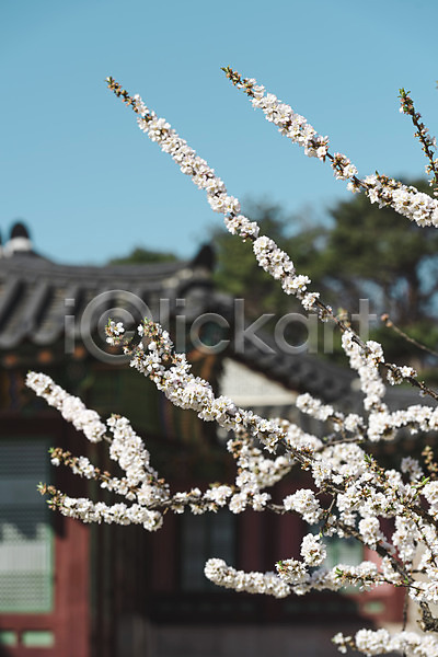 사람없음 JPG 아웃포커스 포토 관광지 문화재 벚꽃 봄풍경 서울 야외 주간 창경궁