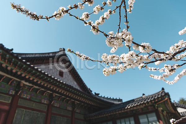 사람없음 JPG 로우앵글 포토 관광지 문화재 벚꽃 봄풍경 서울 야외 주간 창경궁 하늘
