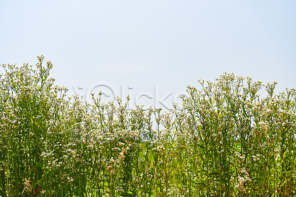 사람없음 JPG 포토 꽃 농촌 시골 야외 주간 캐모마일 평택 풍경(경치) 하늘