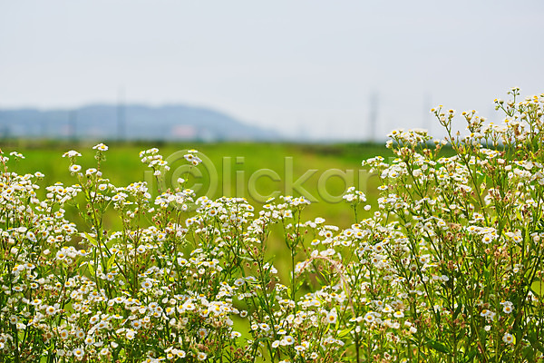 사람없음 JPG 아웃포커스 포토 꽃 농촌 시골 야외 주간 캐모마일 평택 풍경(경치)