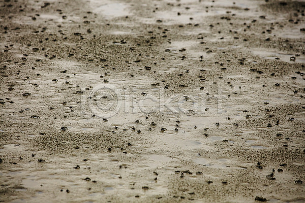 사람없음 JPG 포토 갯벌 게 모래사장 야외 여러마리 영광 전라남도 주간 풍경(경치)