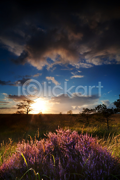 사람없음 JPG 포토 해외이미지 구름(자연) 꽃 네덜란드 빛 시골 식물 야외 일몰 자연 태양 풍경(경치) 하늘 해외202004 해외202105 햇빛