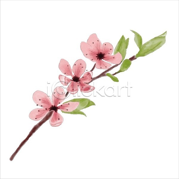 사람없음 EPS 일러스트 해외이미지 나뭇가지 벚꽃 수채화(물감) 잎 해외202004 해외202105