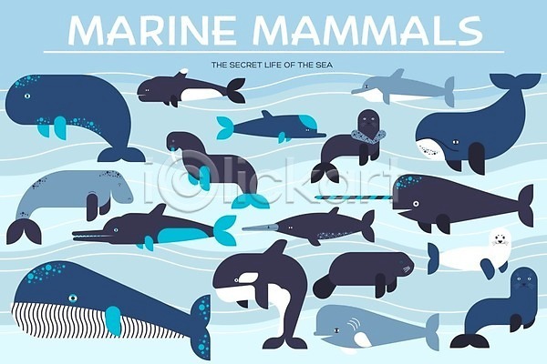 사람없음 EPS 일러스트 해외이미지 고래 돌고래 물개 바다표범 수중동물 해외202004 해외202105
