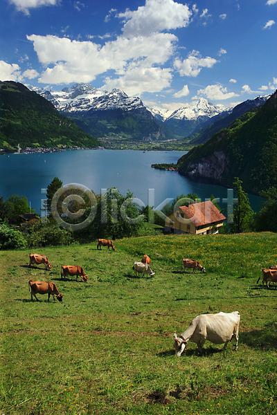 사람없음 JPG 포토 해외이미지 구름(자연) 마을 밭 산 소 스위스 알프스 야외 여름(계절) 여행 유럽 자연 풍경(경치) 하늘 해외202004 해외202105 호수