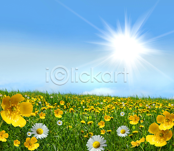사람없음 JPG 포토 해외이미지 구름(자연) 데이지 밭 백그라운드 봄 식물 야외 여름(계절) 자연 잔디 태양 풍경(경치) 하늘 해외202004 해외202105 햇빛