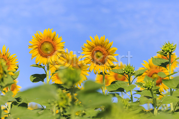사람없음 JPG 포토 해외이미지 꽃 밭 백그라운드 봄 식물 야외 여름(계절) 잎 자연 태양 풍경(경치) 하늘 해바라기 해외202004 해외202105 햇빛