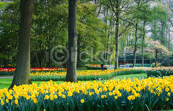 사람없음 JPG 포토 해외이미지 공원 꽃 나무 네덜란드 밭 봄 식물 여름(계절) 잎 자연 전구 튤립 풍경(경치) 해외202004 해외202105