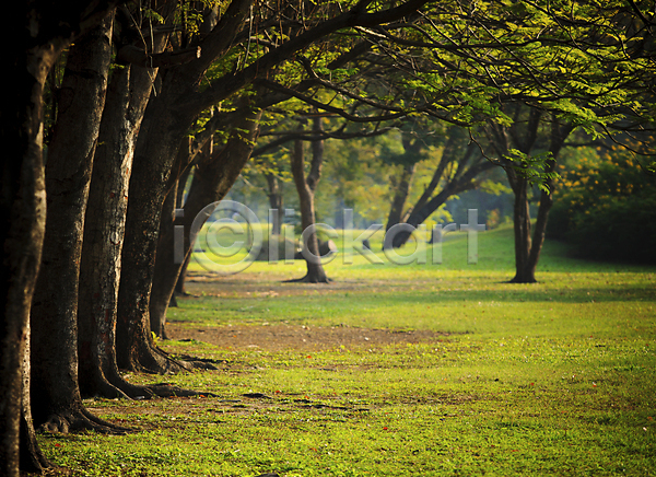 상쾌 사람없음 JPG 포토 해외이미지 공원 나무 당구 도시 밭 봄 숲 식물 여름(계절) 오픈 잎 자연 잔디 태양 풍경(경치) 하늘 해외202004 해외202105 햇빛